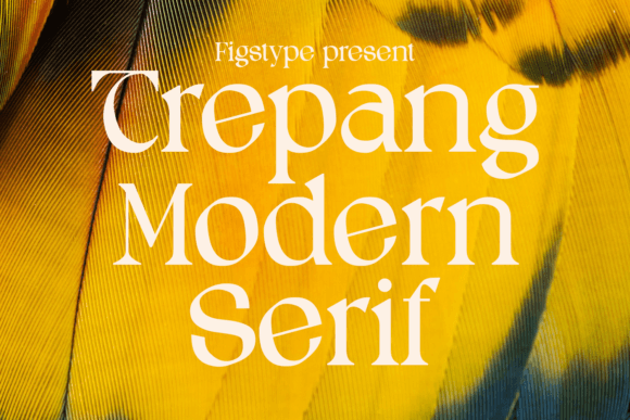 How Trepang Transformed My Small Business Branding